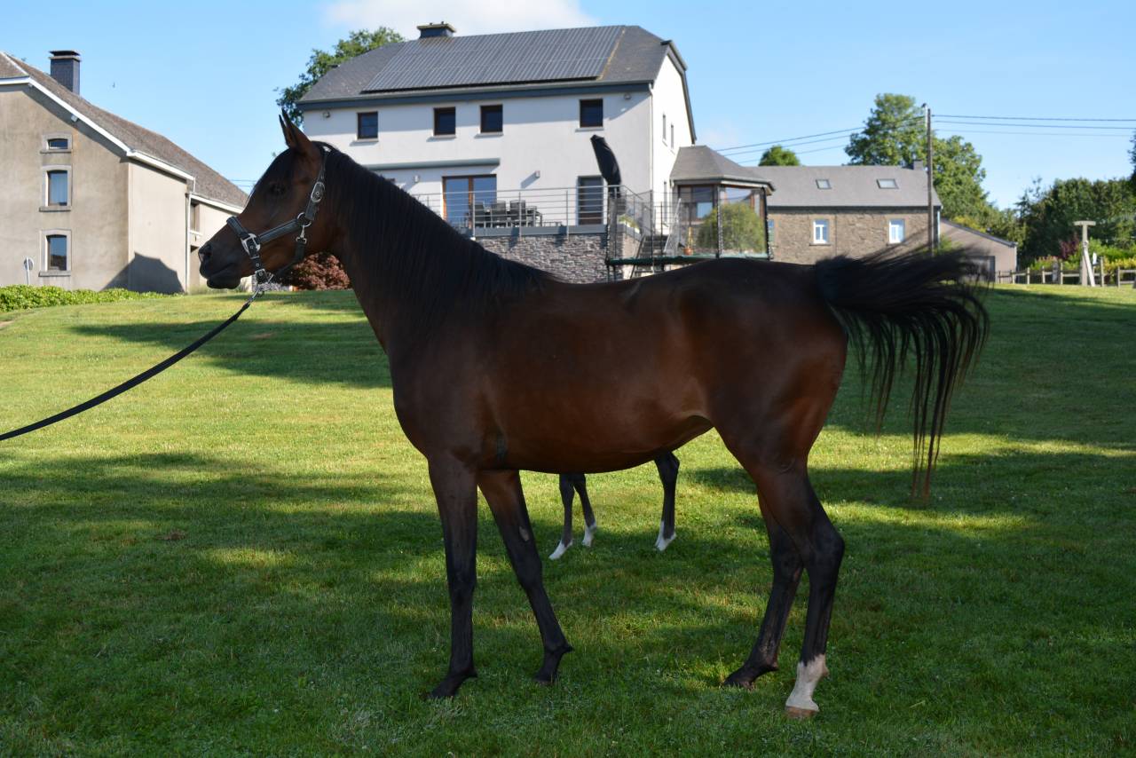 Mare Arabian Thoroughbred For sale 2020 Bay