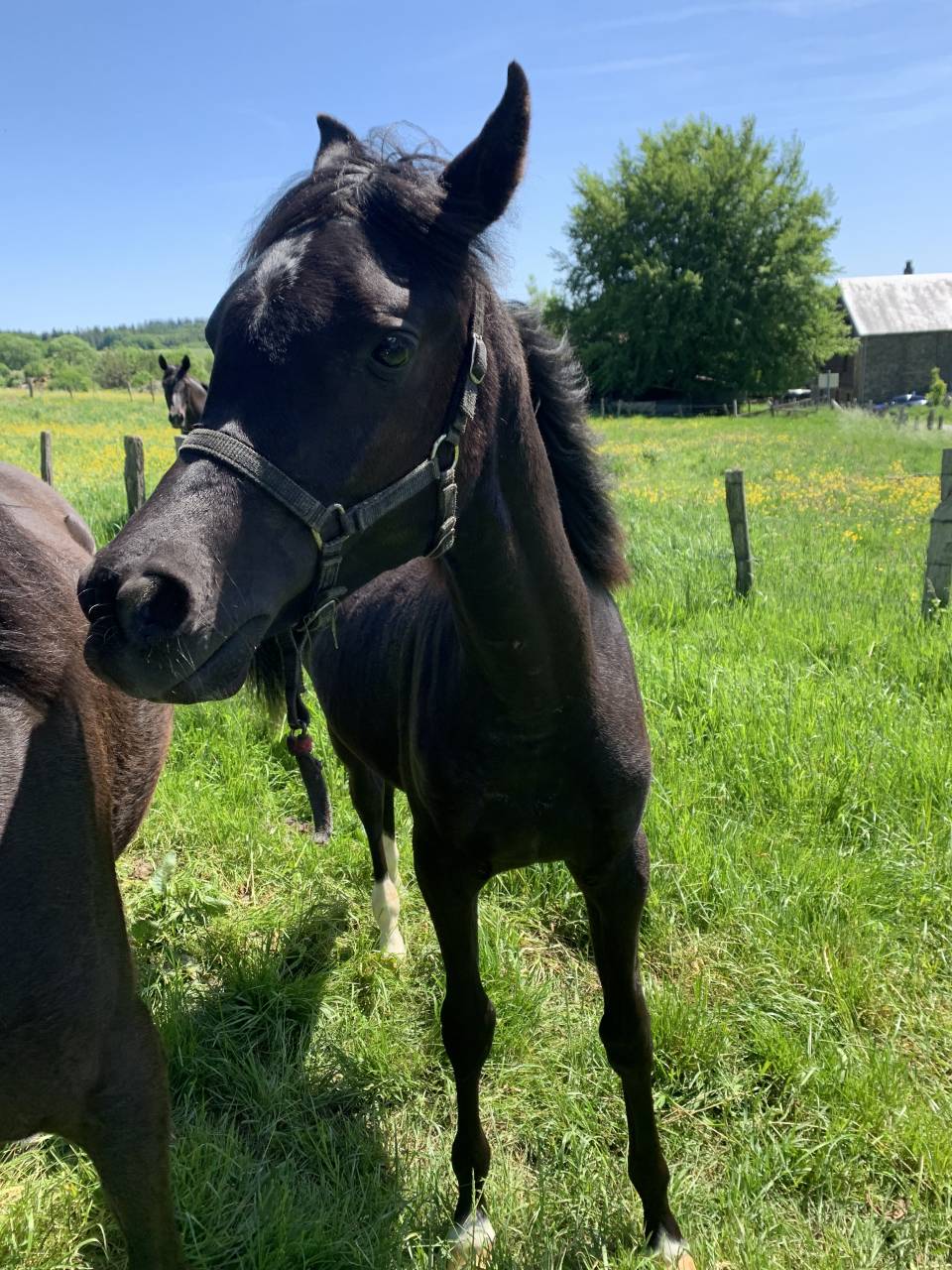 Filly Arabian Thoroughbred For sale 2025 Black