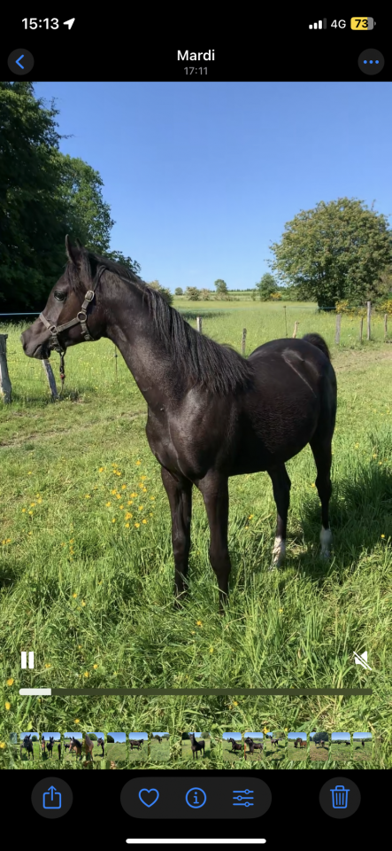 Filly Arabian Thoroughbred For sale 2025 Black