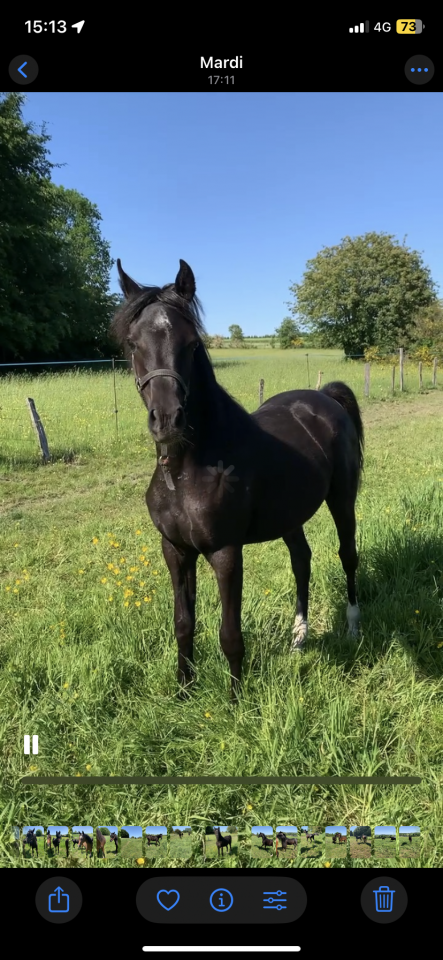 Filly Arabian Thoroughbred For sale 2025 Black