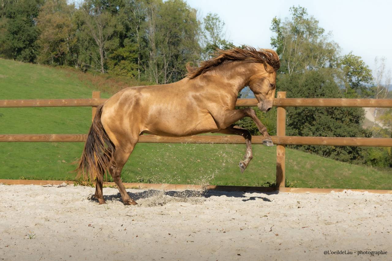 Safran des Ocres - Lusitano 2023
