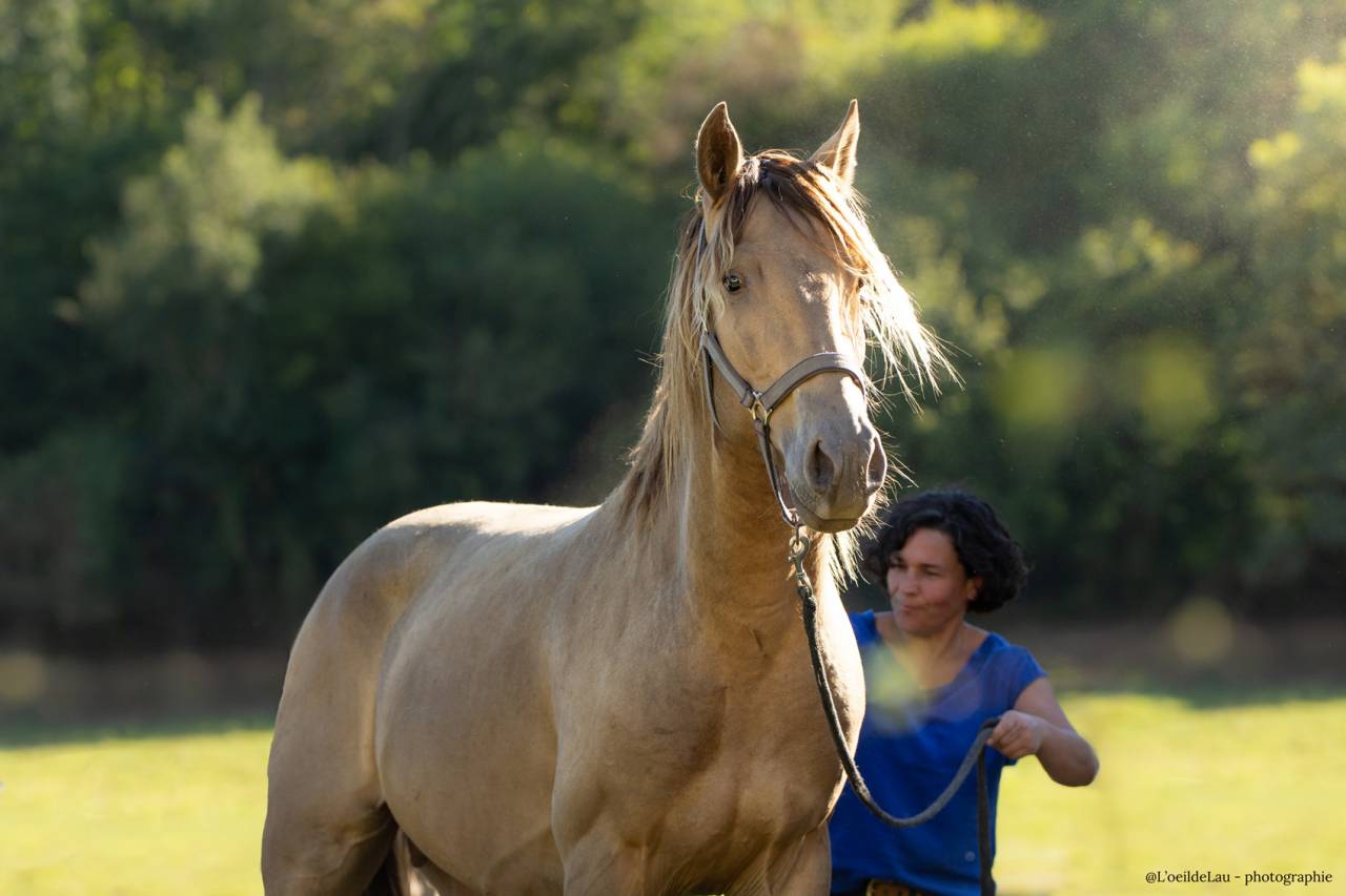Safran des Ocres - Lusitano 2023