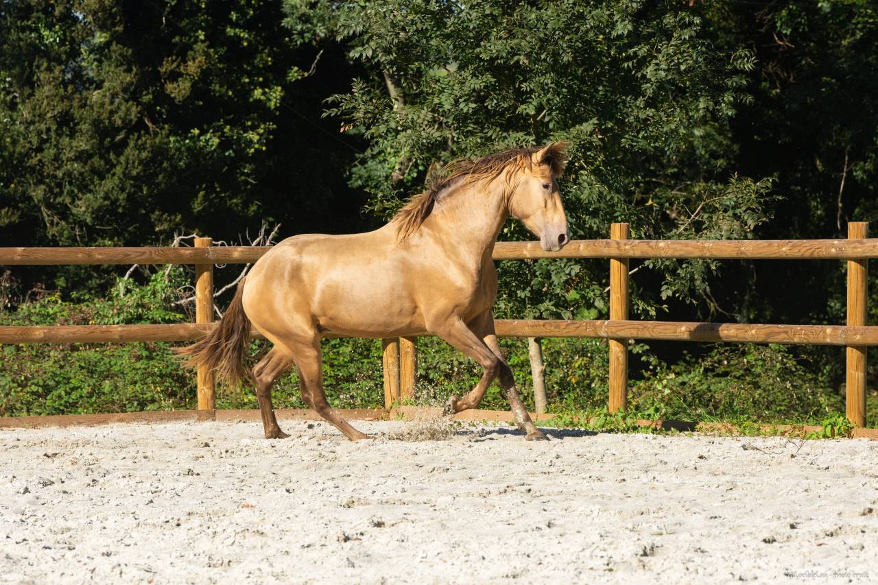 Safran des Ocres - Lusitano 2023
