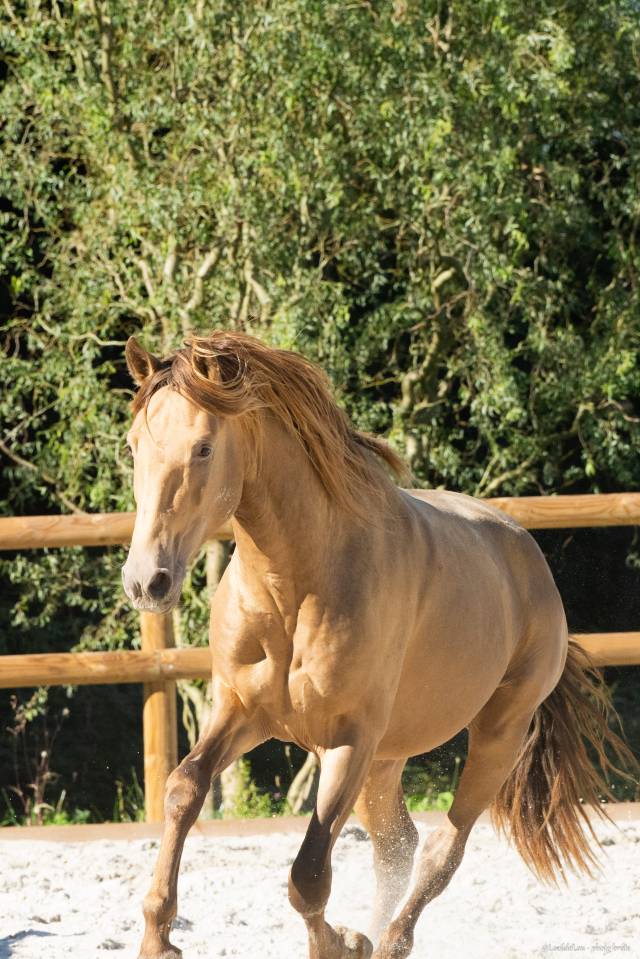 Safran des Ocres - Lusitano 2023