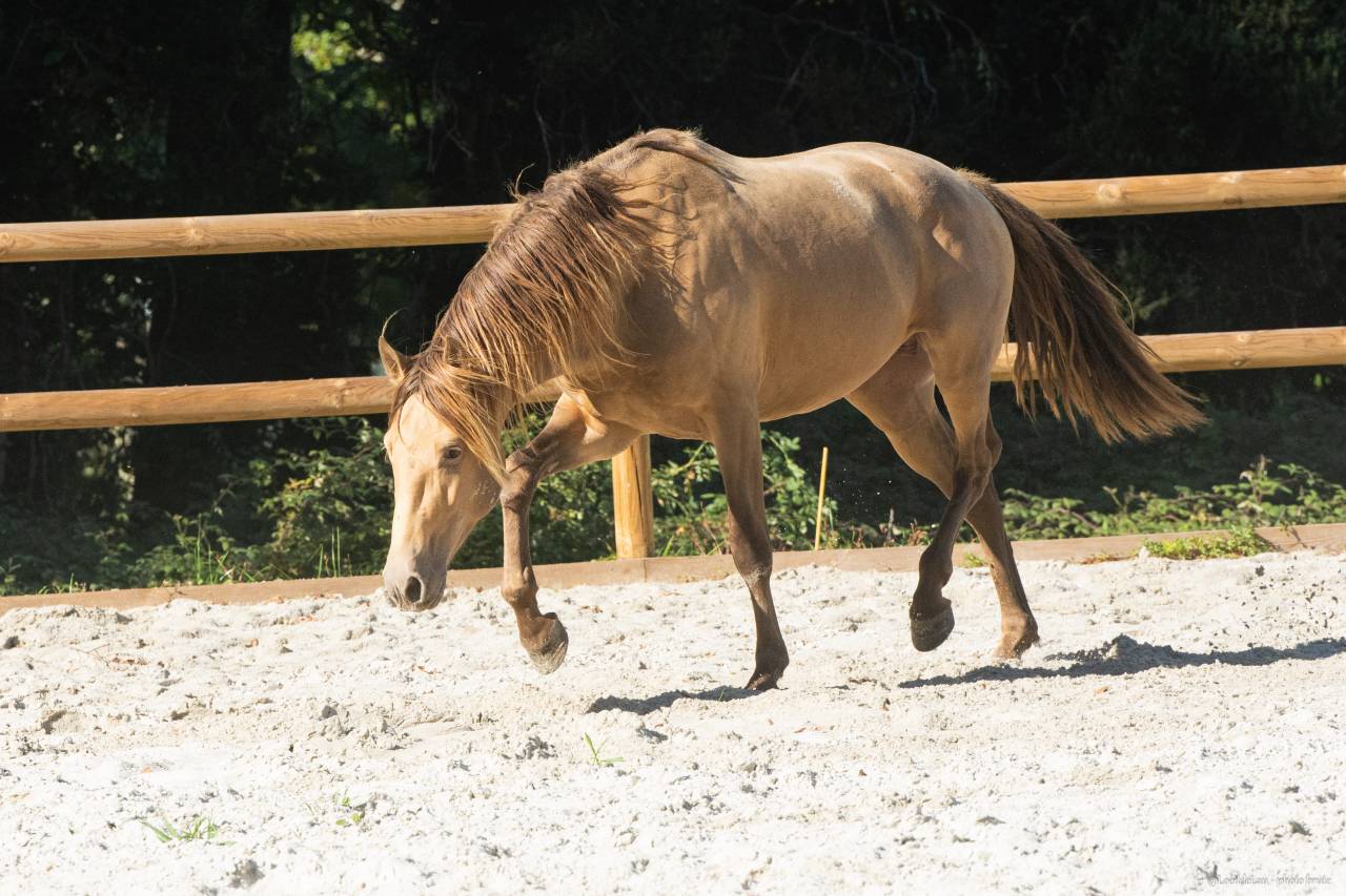 Safran des Ocres - Lusitano 2023
