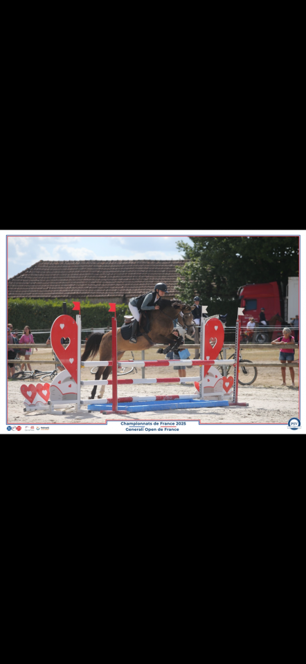 Mare French Saddle Pony For loan 2016 Buckskin