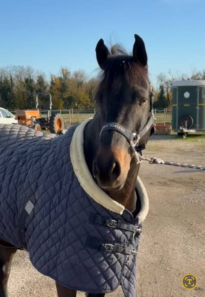 Gelding French Saddle Pony For sale 2013 Dark Bay