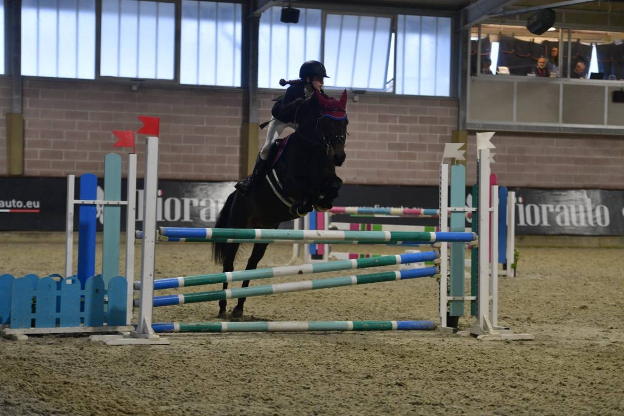 Gelding French Saddle Pony For sale 2013 Dark Bay