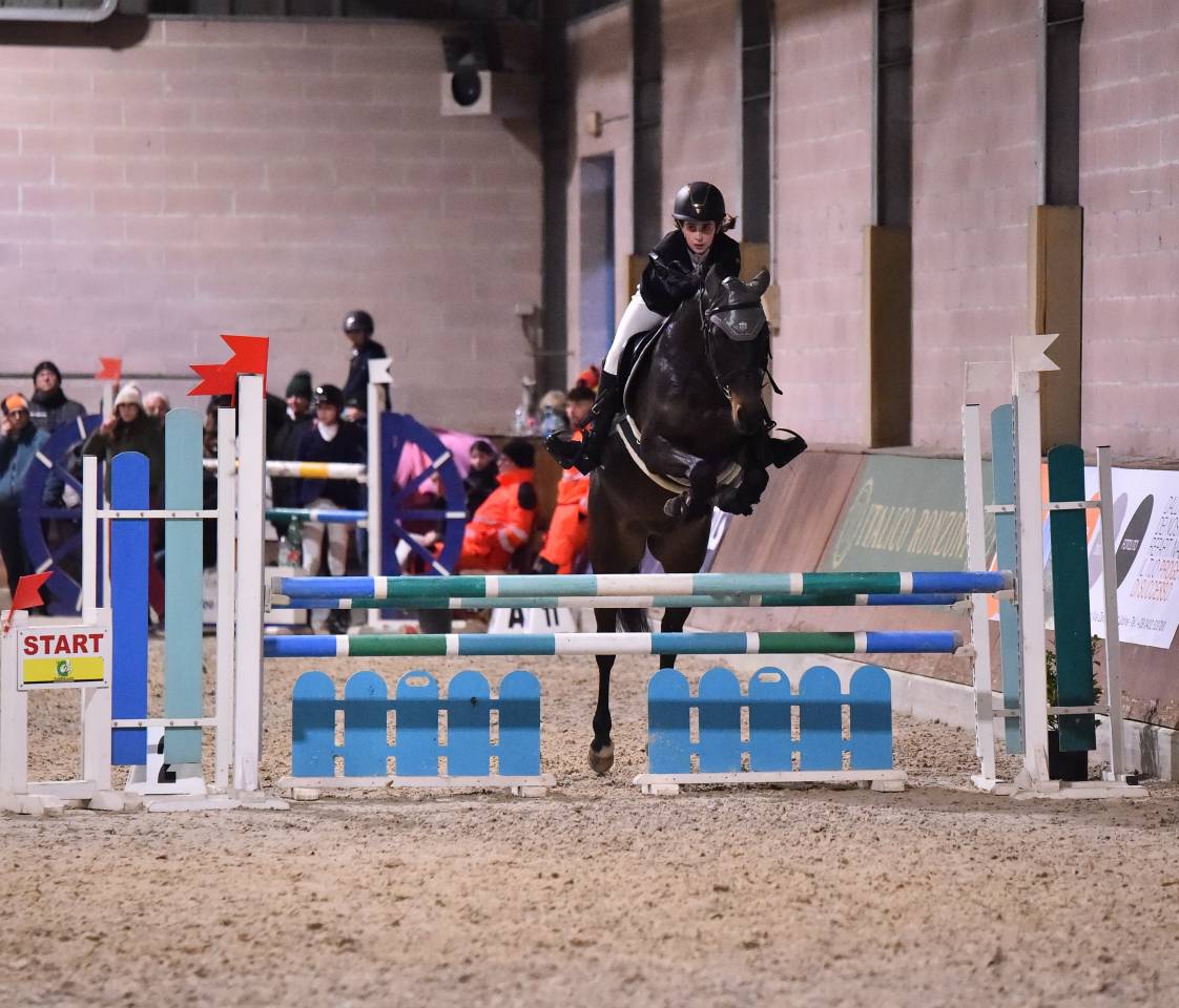 Gelding French Saddle Pony For sale 2013 Dark Bay