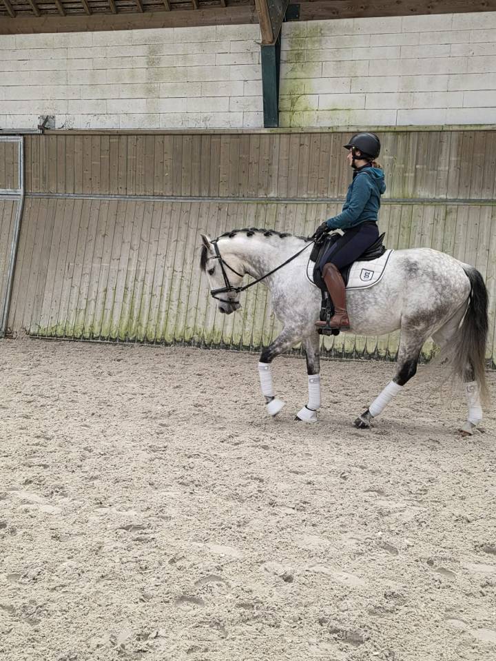 Gelding Lusitano For sale 2018 Grey