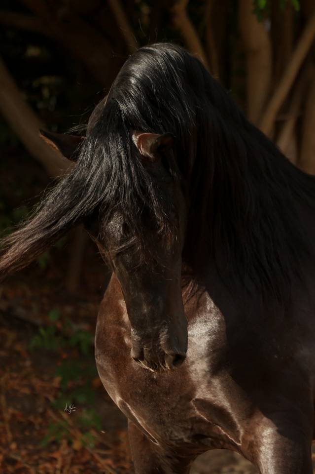 Yeguada Los Siete Reinos | Horse breeders > Breeders, Iberian ponies