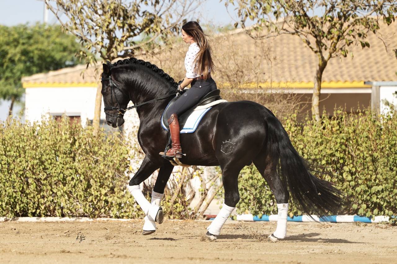 Yeguada Los Siete Reinos | Horse breeders > Breeders, Iberian ponies