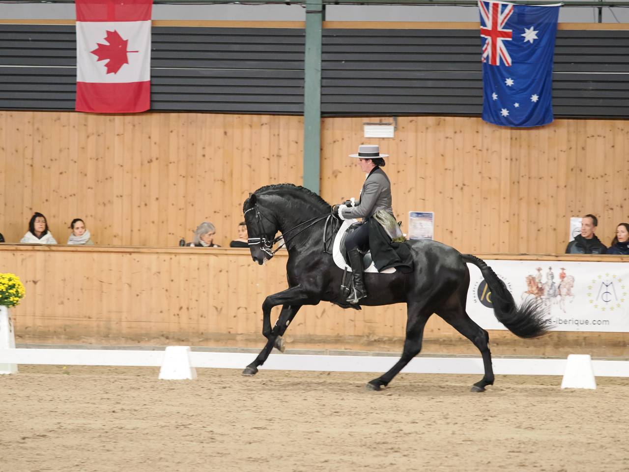 Yeguada Los Siete Reinos | Horse breeders > Breeders, Iberian ponies