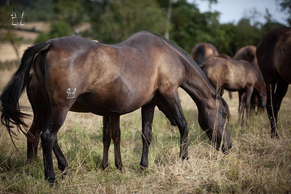 Yeguada Los Siete Reinos | Horse breeders > Breeders, Iberian ponies