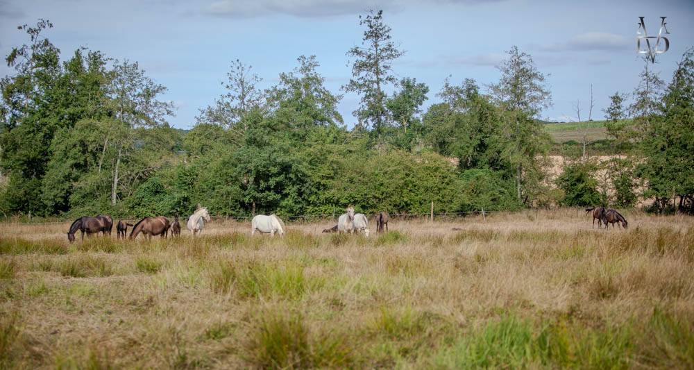 Yeguada Los Siete Reinos | Horse breeders > Breeders, Iberian ponies