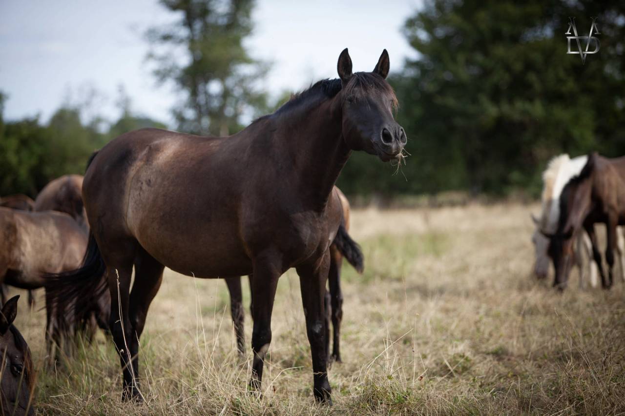 Yeguada Los Siete Reinos | Horse breeders > Breeders, Iberian ponies