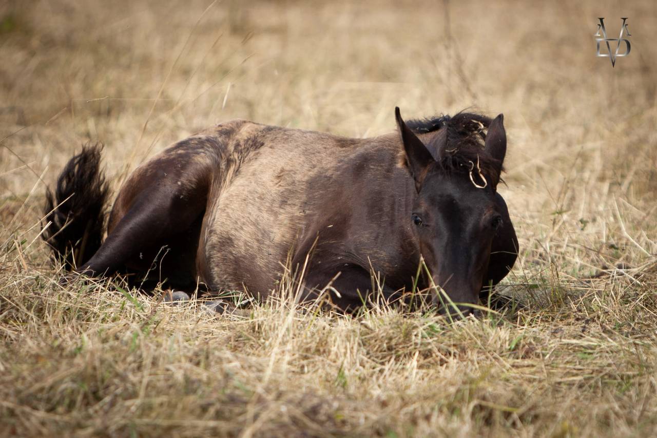 Yeguada Los Siete Reinos | Horse breeders > Breeders, Iberian ponies