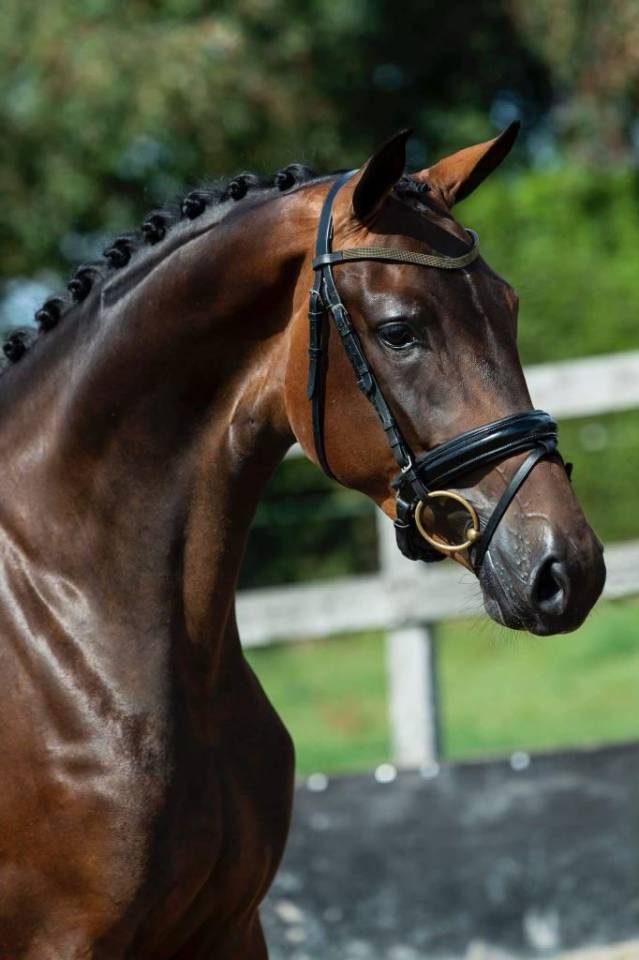 Mare KWPN Dutch Warmblood For sale 2019 Dark Bay