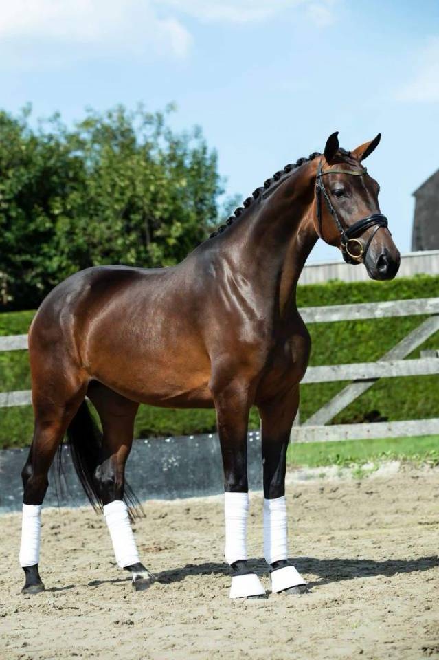 Mare KWPN Dutch Warmblood For sale 2019 Dark Bay
