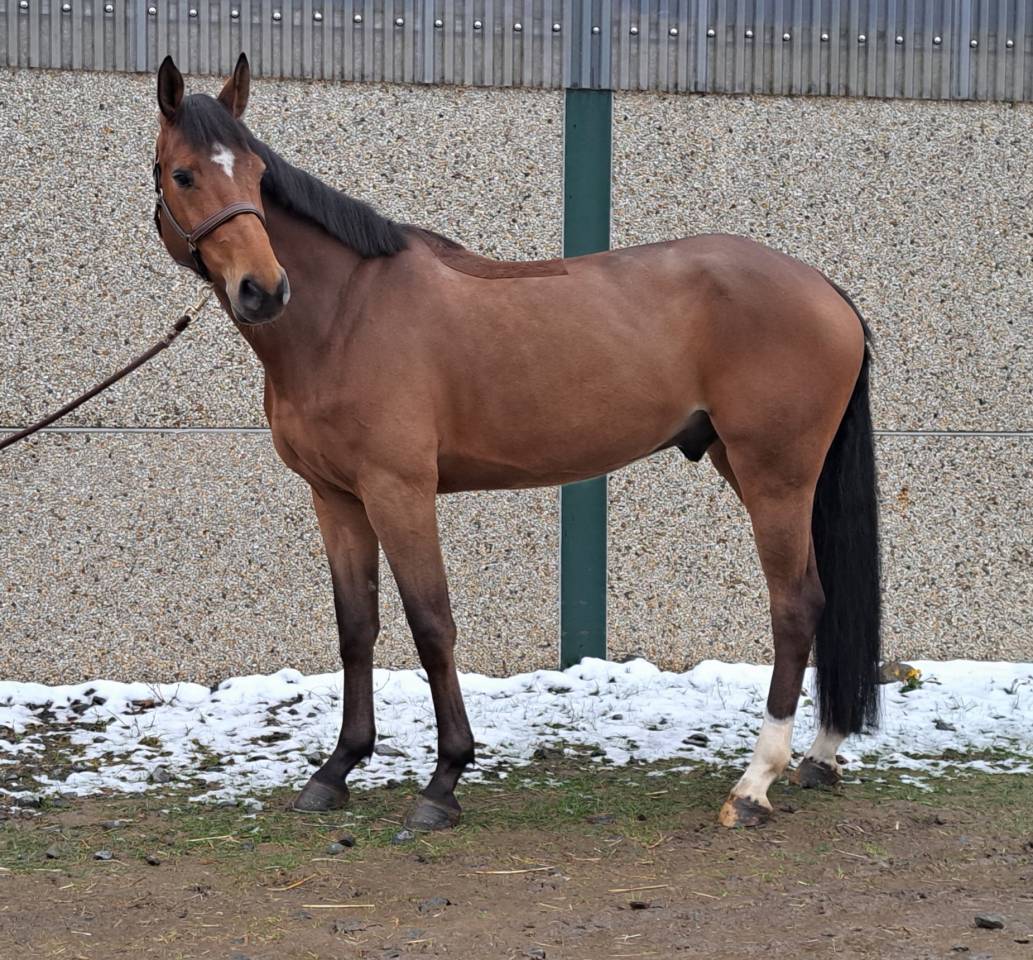 Gelding sBs Belgian Warmblood For sale 2020 Chesnut