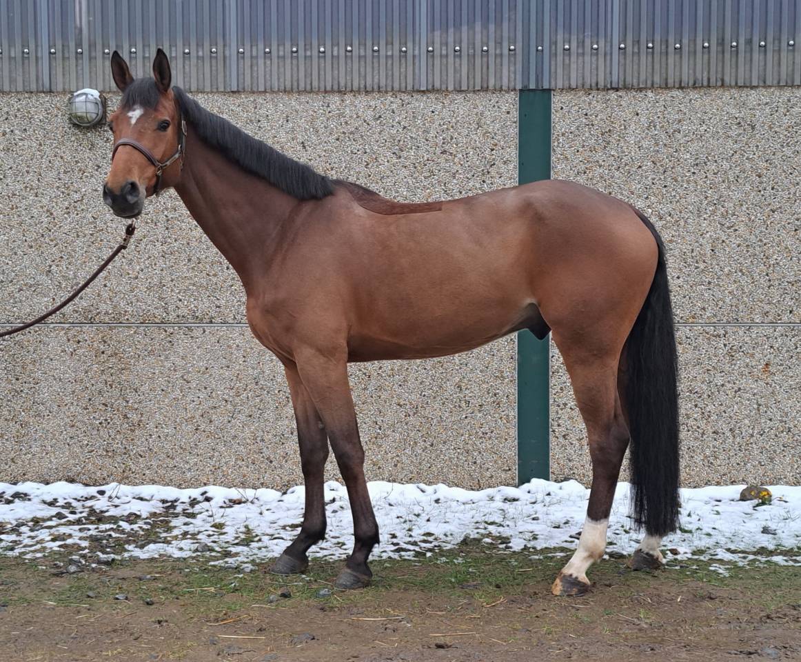 Gelding sBs Belgian Warmblood For sale 2020 Chesnut