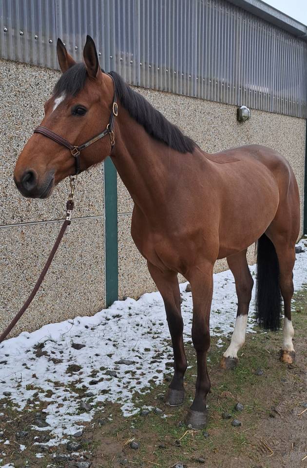 Gelding sBs Belgian Warmblood For sale 2020 Chesnut