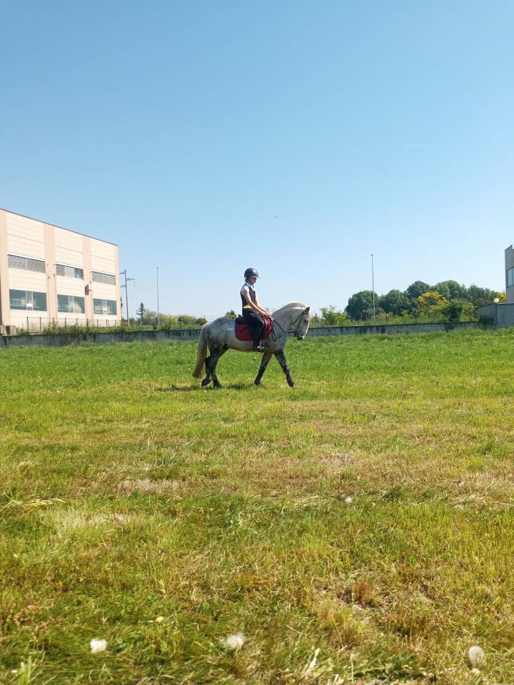 Gelding Connemara For sale 2020 Grey