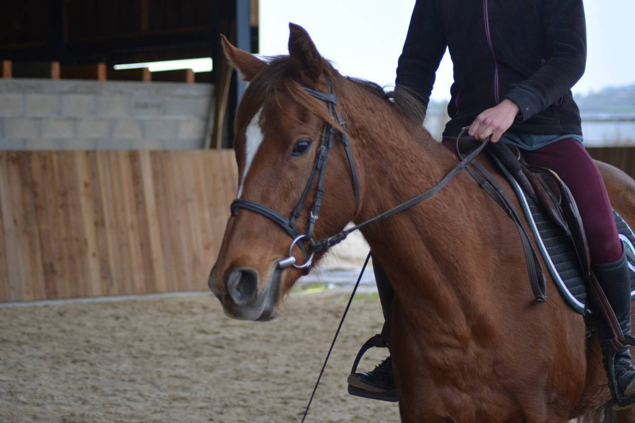 Mare English Thoroughbred For sale 2021 Chesnut