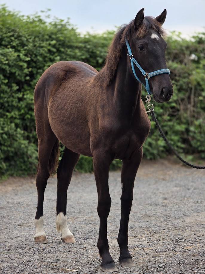 Filly Origin Recorded For sale 2025 Dark Bay