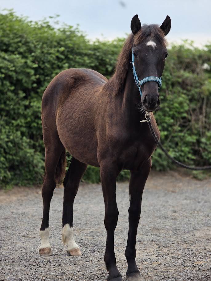 Filly Origin Recorded For sale 2025 Dark Bay