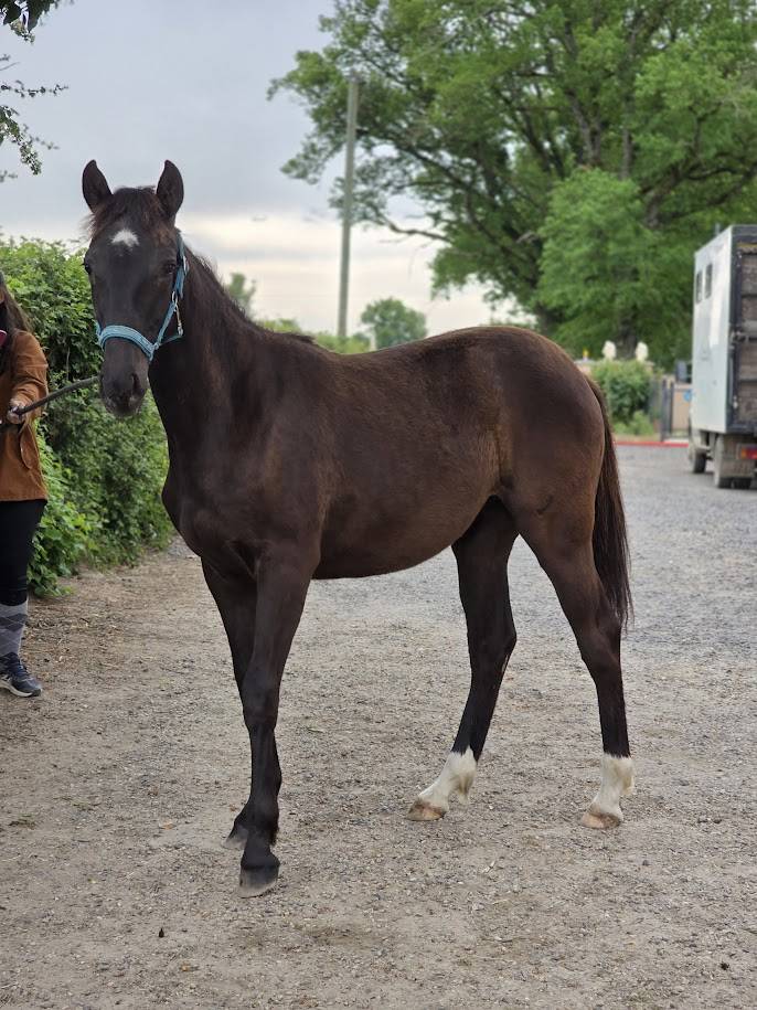 Filly Origin Recorded For sale 2025 Dark Bay