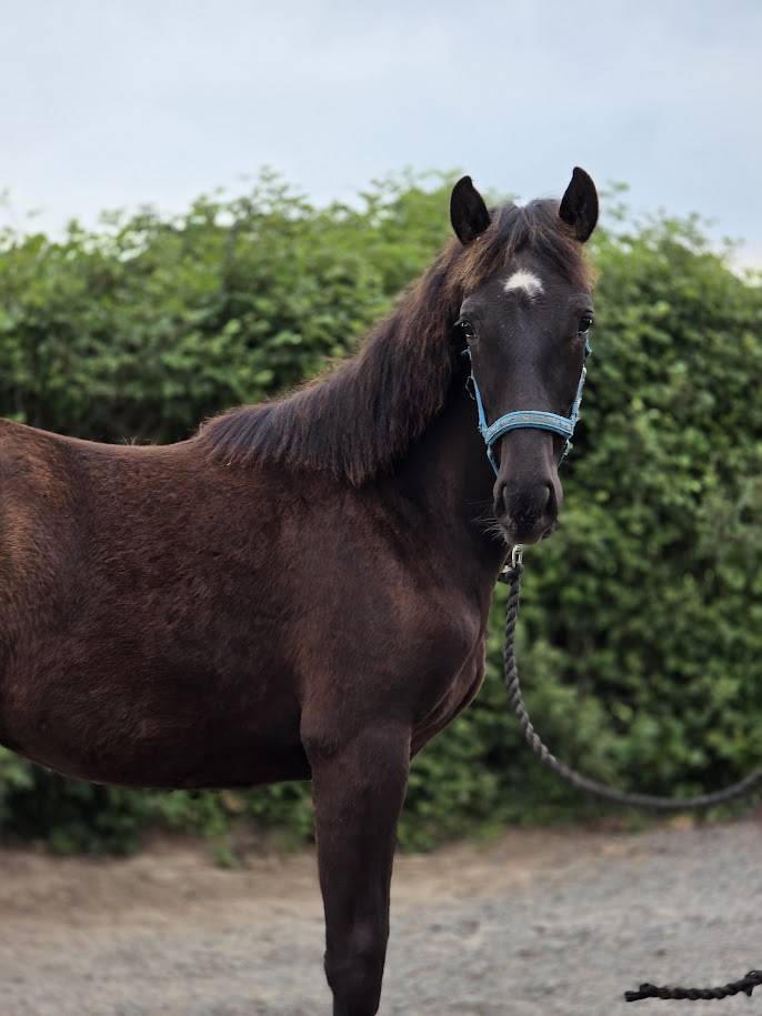 Filly Origin Recorded For sale 2025 Dark Bay