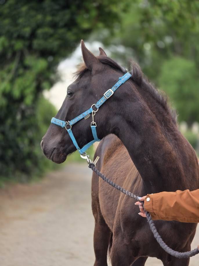 Filly Origin Recorded For sale 2025 Dark Bay