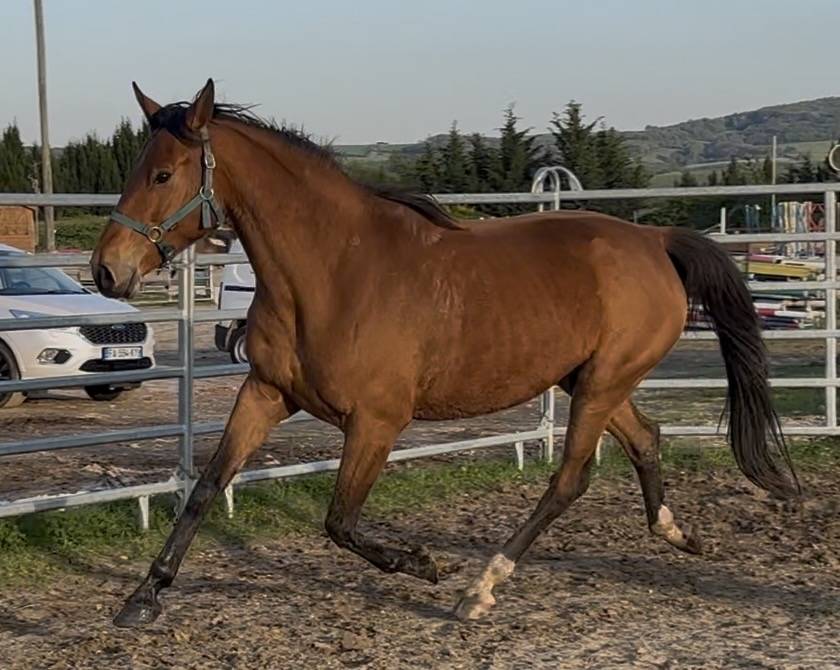 Broodmare Selle Fran&ccedil;ais For sale 2018 Bay
