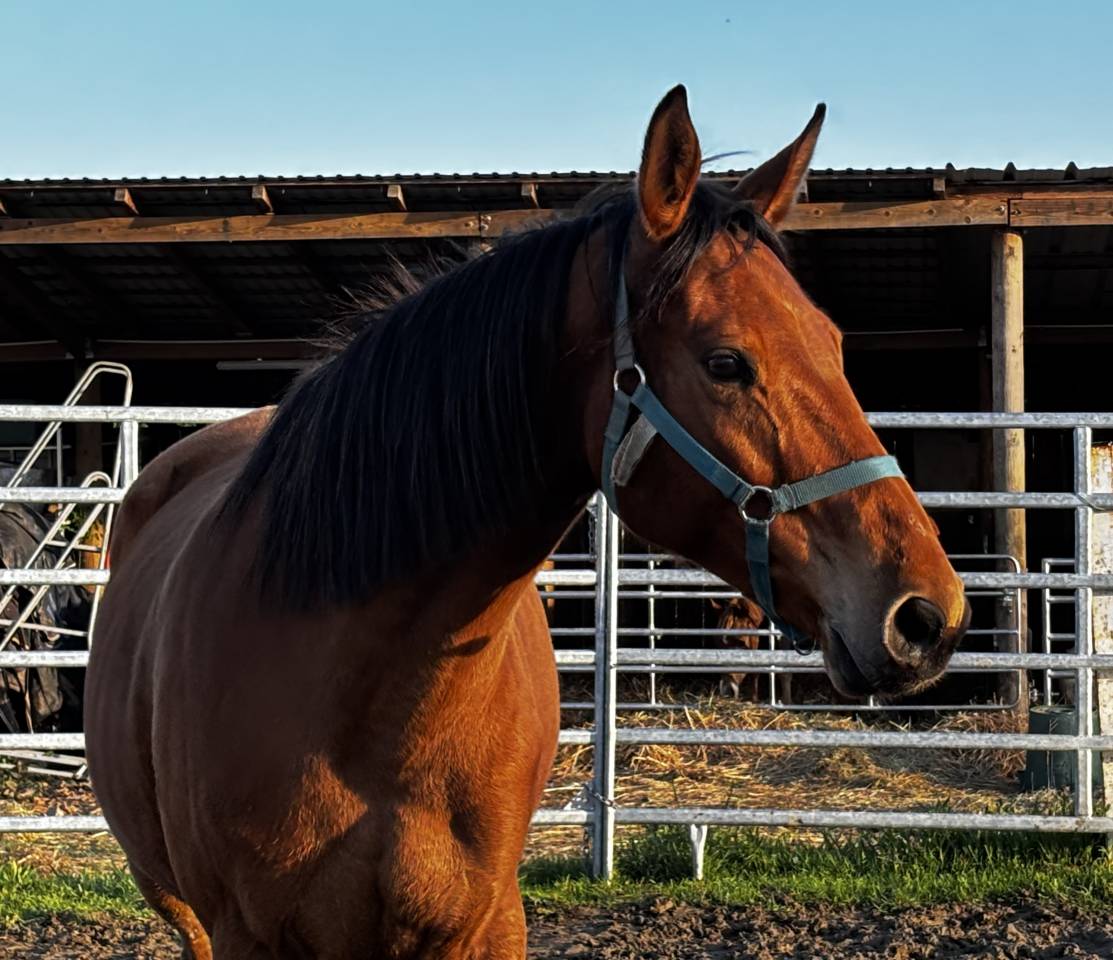 Broodmare Selle Fran&ccedil;ais For sale 2018 Bay