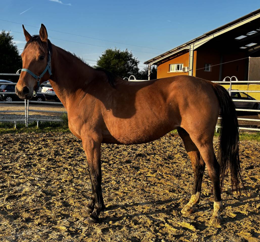 Broodmare Selle Fran&ccedil;ais For sale 2018 Bay
