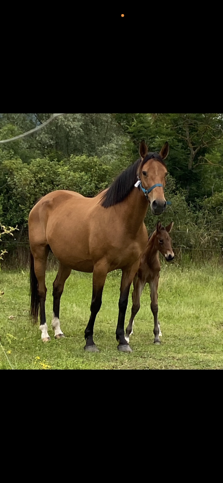 Broodmare Selle Fran&ccedil;ais For sale 2018 Bay