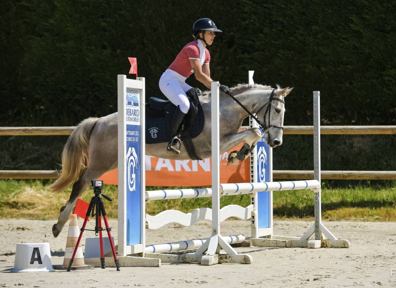 Gelding French Saddle Pony For sale 2020 Coloured