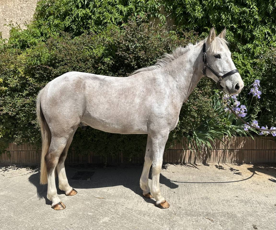 Gelding French Saddle Pony For sale 2020 Coloured