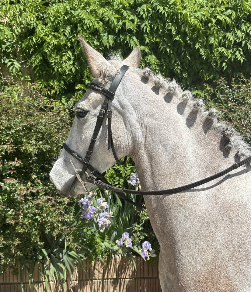 Gelding French Saddle Pony For sale 2020 Coloured
