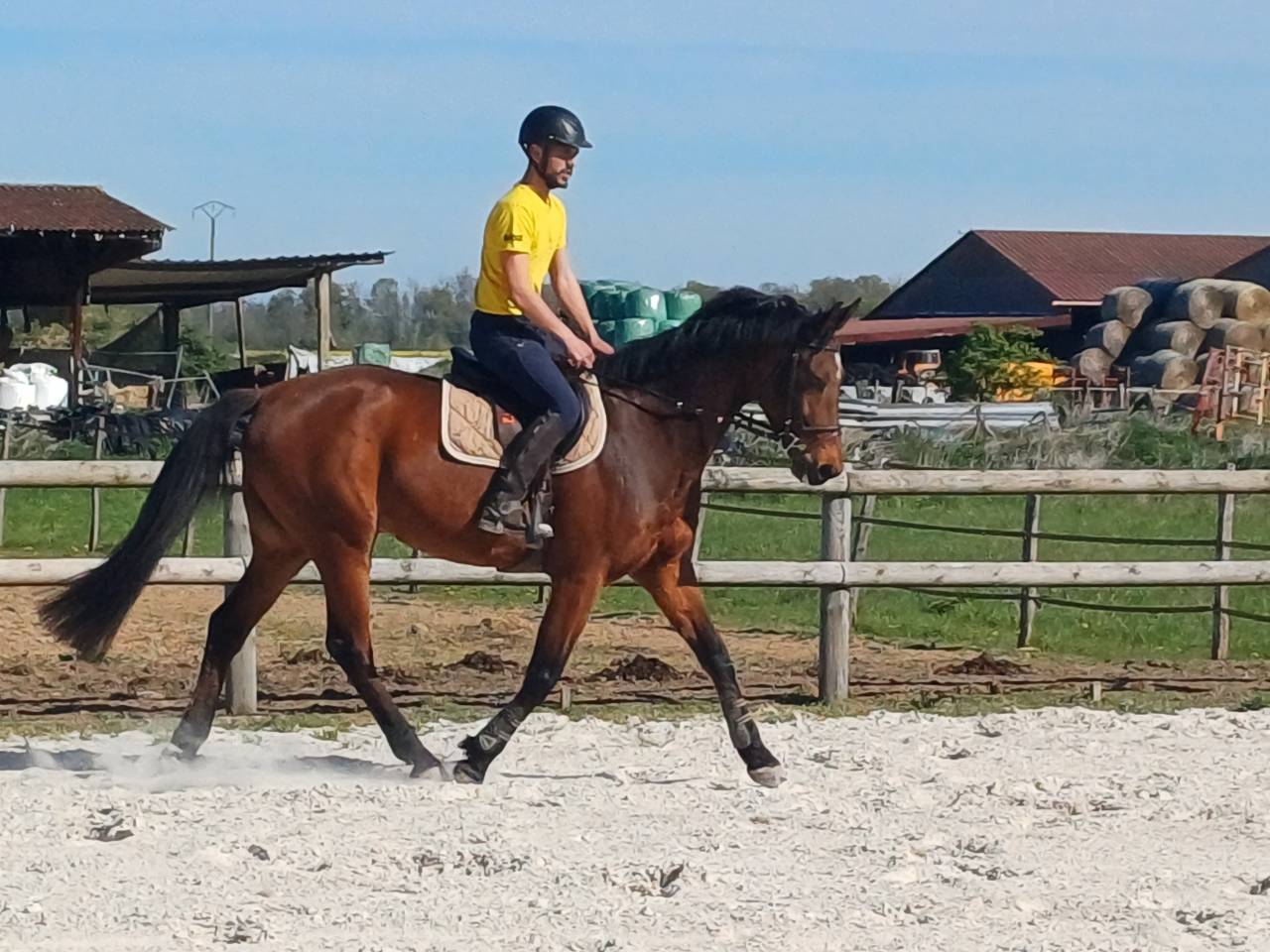 Gelding Origin Recorded For sale 2017 Bay