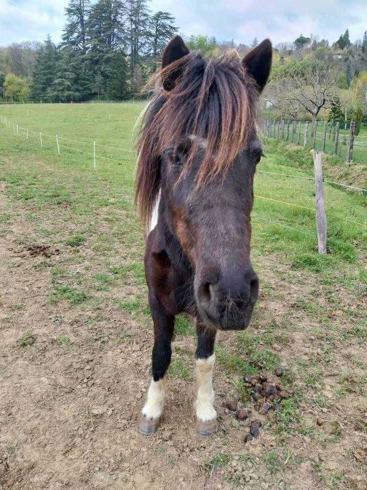Mare No Origin Recorded For sale 2001 Coloured