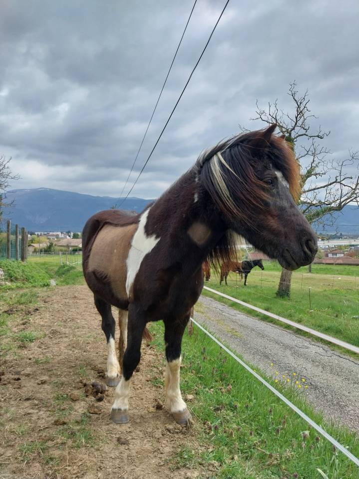 Mare No Origin Recorded For sale 2001 Coloured
