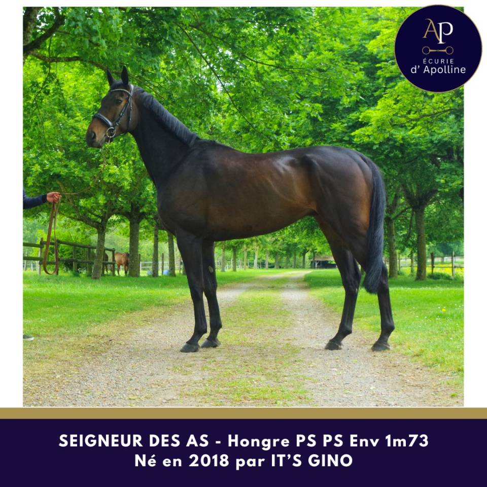 Gelding Thoroughbred For sale 2018 Dark Bay