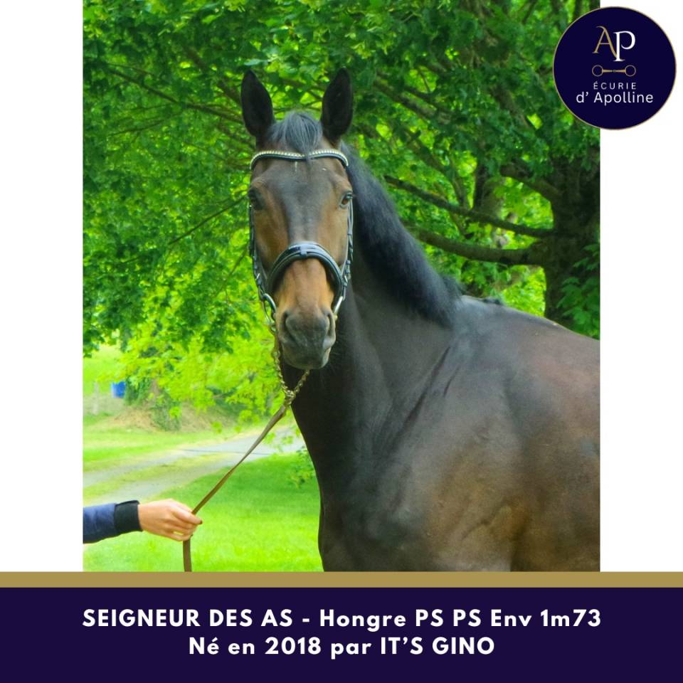 Gelding Thoroughbred For sale 2018 Dark Bay