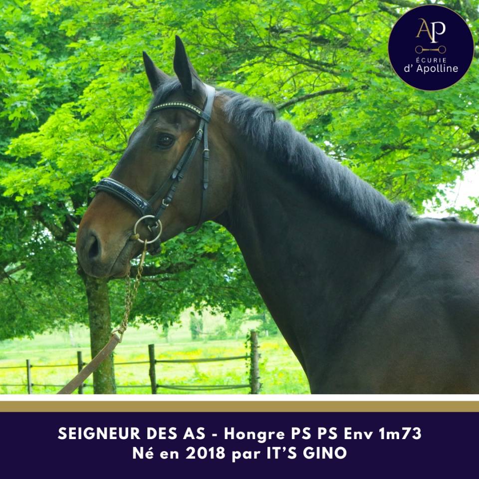 Gelding Thoroughbred For sale 2018 Dark Bay