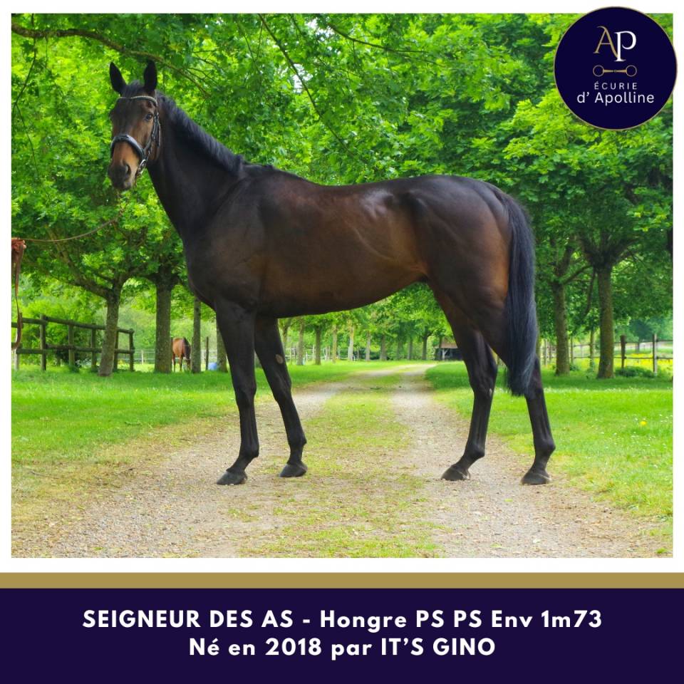 Gelding Thoroughbred For sale 2018 Dark Bay