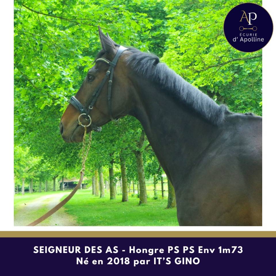 Gelding Thoroughbred For sale 2018 Dark Bay