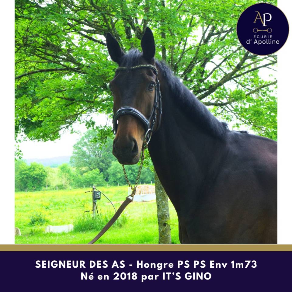 Gelding Thoroughbred For sale 2018 Dark Bay