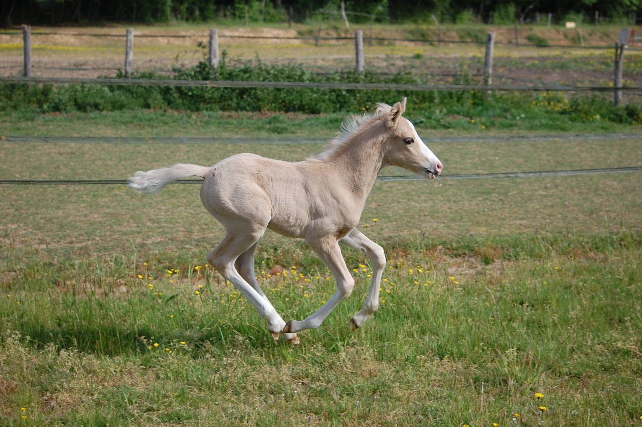 Colt French Saddle Pony For sale 2026 Palomino